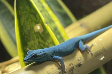 Geckos kaufen und verkaufen Photo: Lygodactylus Williamsi Männchen