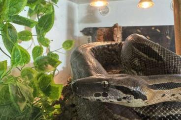 Boas kaufen und verkaufen Foto: 0,1 Acrantophis madagascariensis Boas kaufen und verkaufen Foto: 0,1 Acrantophis madagascariensis