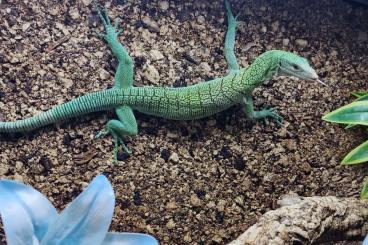 Monitor lizards kaufen und verkaufen Photo: Varanus Prasinus Merauke 1,0