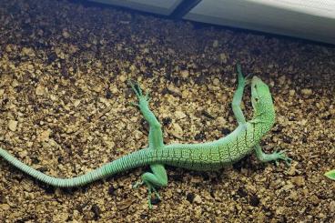 Warane kaufen und verkaufen Foto: Varanus Prasinus Merauke 1,0