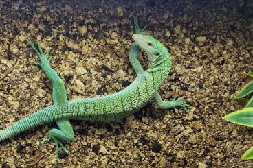 Warane kaufen und verkaufen Foto: Varanus Prasinus Merauke 1,0 Warane kaufen und verkaufen Foto: Varanus Prasinus Merauke 1,0