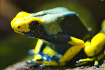 Poison dart frogs kaufen und verkaufen Photo: Dendrobates tinctorius tumucumaque