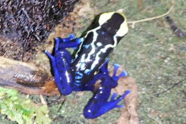 Poison dart frogs kaufen und verkaufen Photo: Dendrobates tinctorius robertus