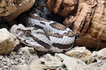 Giftschlangen kaufen und verkaufen Foto: 2.0 Montivipera xanthina CB adults 