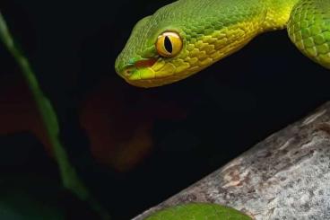 Giftschlangen kaufen und verkaufen Foto: 0.0.x Trimeresurus albolabris 