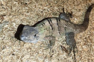 andere Echsen kaufen und verkaufen Foto: Looking‼️ for a Male Ctenosaura Similis 