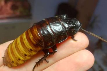 Insekten kaufen und verkaufen Foto: Madagaskar Fauchschaben, G. Portentosa 