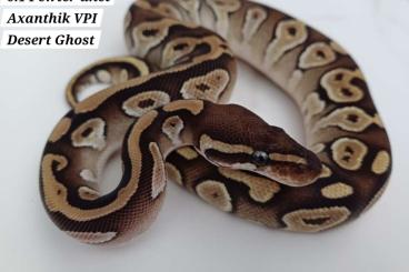 Ball Pythons kaufen und verkaufen Photo: Doppelhets für Axanthik VPI Desert Ghost 