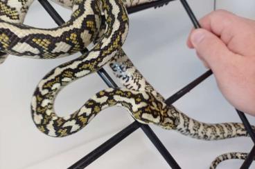 Pythons kaufen und verkaufen Foto: Morelia spilota ssp für Recklinghausen Pythons kaufen und verkaufen Foto: Morelia spilota ssp für Recklinghausen