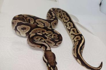 Pythons kaufen und verkaufen Foto: Königspython für Recklinghausen Pythons kaufen und verkaufen Foto: Königspython für Recklinghausen
