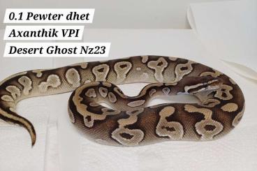 Ball Pythons kaufen und verkaufen Photo: Projekt für Axanthik Desert Ghost Königspython Ball Pythons kaufen und verkaufen Photo: Projekt für Axanthik Desert Ghost Königspython