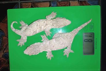 Geckos kaufen und verkaufen Photo: Rhacodactylus  leachianus