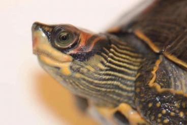 Sumpfschildkröten kaufen und verkaufen Foto: Pangshura tecta 1.2 semiadult