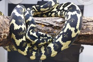 Pythons kaufen und verkaufen Foto: Morelia Spilota Cheynei 50/50