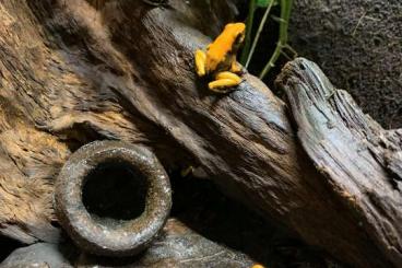 Poison dart frogs kaufen und verkaufen Photo: Schrecklicher Pfeilgiftfrosch (Phyllobates Terribilis "Blackfoot")