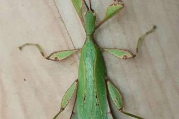 Insects kaufen und verkaufen Photo: Phyllium gantungense "Rizal"