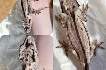 Geckos kaufen und verkaufen Foto: R. Auriculatus x.x Reticulated/Striped Geckos kaufen und verkaufen Foto: R. Auriculatus x.x Reticulated/Striped