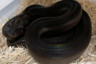 Boas kaufen und verkaufen Photo: Onyx boa constrictor CB 2022