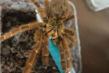 - bird spiders kaufen und verkaufen Photo: Vogelspinnen abzugeben Kl ca 5cm