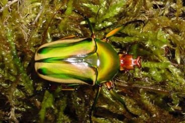 Insects kaufen und verkaufen Photo: Flower Beetle Flowerbeetle Rosenkäfer Larven Larvaes larvae Chlorocala