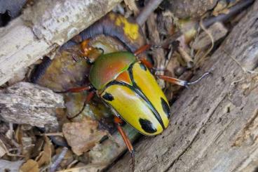 Insects kaufen und verkaufen Photo: Flower beetle larvaes Rosenkäfer Larven Käfer Rosenkäferlarven Insects kaufen und verkaufen Photo: Flower beetle larvaes Rosenkäfer Larven Käfer Rosenkäferlarven