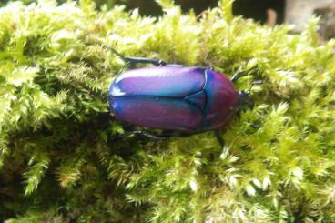 Insekten kaufen und verkaufen Foto: Rosenkäfer Käferlarven Larven Flower Beetle larvaes Insekten kaufen und verkaufen Foto: Rosenkäfer Käferlarven Larven Flower Beetle larvaes
