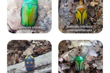 Insects kaufen und verkaufen Photo: Flower beetle larvaes Rosenkäfer Larven Käfer Rosenkäferlarven Insects kaufen und verkaufen Photo: Flower beetle larvaes Rosenkäfer Larven Käfer Rosenkäferlarven