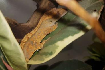 Geckos kaufen und verkaufen Photo: Kronengecko  - Correlophus Ciliatus