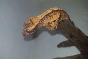 Geckos kaufen und verkaufen Foto: Kronengecko - Correlophus Ciliatus