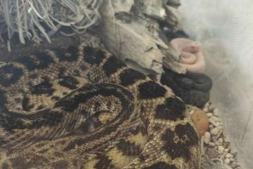 Giftschlangen kaufen und verkaufen Foto: Diverse NZ Giftschlangen @snakeday