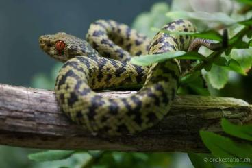 Venomous snakes kaufen und verkaufen Photo: Diverse Nachzuchten zur Abgabe