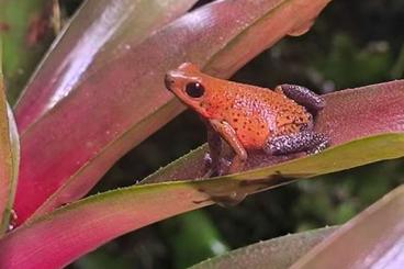 Poison dart frogs kaufen und verkaufen Photo: 0.1. O.p.Cristobal für Hamm