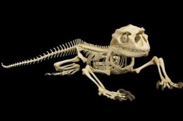 Lizards kaufen und verkaufen Photo: Suche tote Reptilien zum präparieren