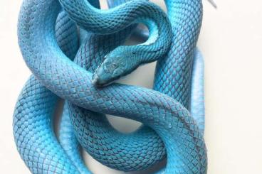 Snakes kaufen und verkaufen Photo: Search Blue Philodryas baroni !!!!!!!!