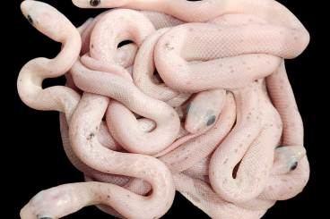 Snakes kaufen und verkaufen Photo: Palmetto Corn (Kornnatter) NZ 2025 Snakes kaufen und verkaufen Photo: Palmetto Corn (Kornnatter) NZ 2025