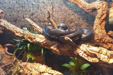 Schlangen kaufen und verkaufen Foto: Boiga dendrophila gemmicincta