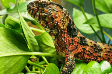 Lizards kaufen und verkaufen Photo: Shinisaurus crocodilurus Houten 20.04.2025