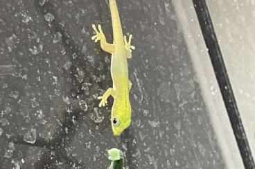 Geckos kaufen und verkaufen Foto: Biete kleine Goldstaubtaggeckos