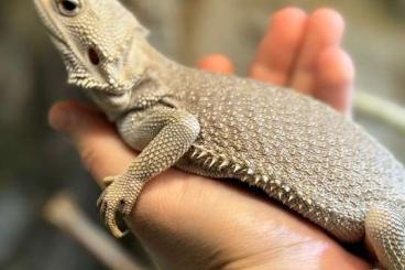 Bearded dragons kaufen und verkaufen Photo: Zero Bartagame 0.1 abzugeben