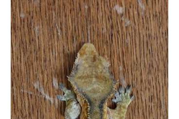 Geckos kaufen und verkaufen Photo: 2,0 Kronengeckos Correlophus ciliatus