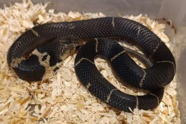 Venomous snakes kaufen und verkaufen Photo: Naja atra cb23 for sale. Delivery to Hamm