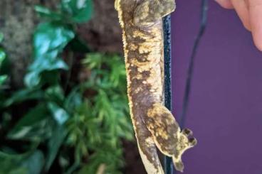 Geckos kaufen und verkaufen Foto: 2.0 Kronengecko je mit Terrarium möglich