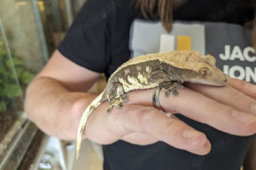 Geckos kaufen und verkaufen Photo: 0.3 Kronengecko mit Terrarium möglich 
