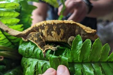 Geckos kaufen und verkaufen Photo: 1.0 Kronengecko mit Terrarium möglich 
