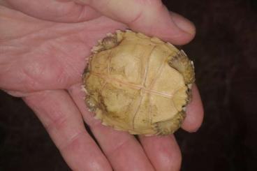 Schildkröten  kaufen und verkaufen Foto: Centrochelys sulcata Spornschildkröte