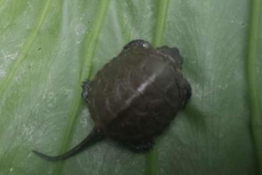 Sumpfschildkröten kaufen und verkaufen Foto: Emys orbicularis Klade 1a