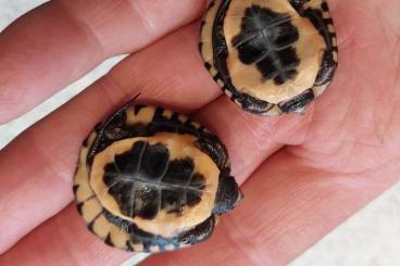 Schildkröten  kaufen und verkaufen Foto: Clemmys guttata, Emys orbicularis