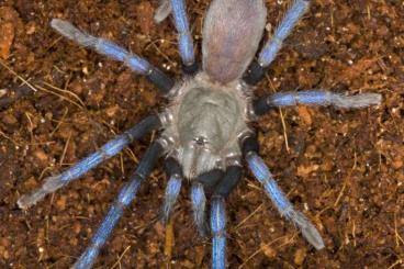 Spinnen und Skorpione kaufen und verkaufen Foto: Available for Houten 27/11/2022
