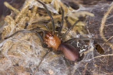 Spinnen und Skorpione kaufen und verkaufen Foto: Spiders, scorpions, true spiders, ...