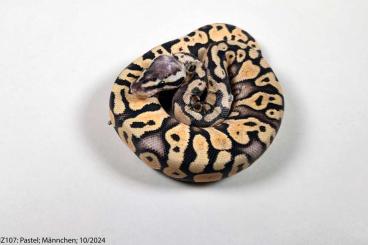 Ball Pythons kaufen und verkaufen Photo: Königspython Python regius Nachzuchten 2024 Banana Cinnamon Pastel Ball Pythons kaufen und verkaufen Photo: Königspython Python regius Nachzuchten 2024 Banana Cinnamon Pastel